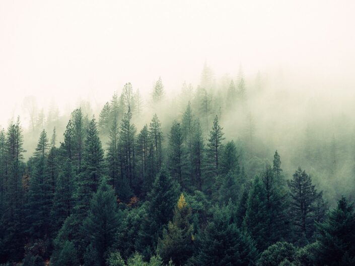 WaldSchweiz